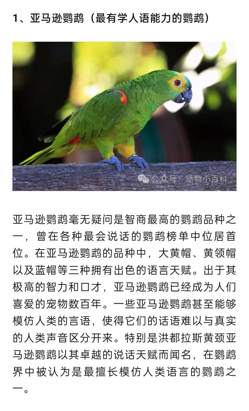 怎么带着鹦鹉出行(怎么带鹦鹉坐车) 第5张 怎么带着鹦鹉出行(怎么带鹦鹉坐车) 第5张