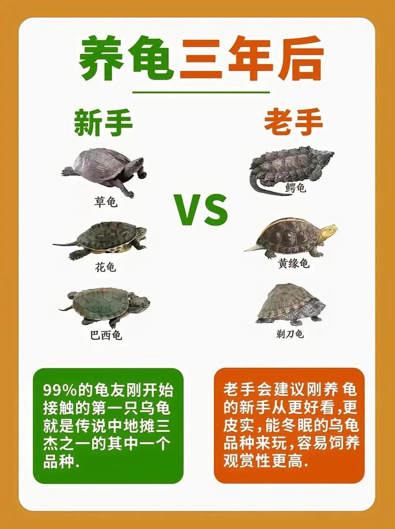如何养乌龟小常识,如何养乌龟小常识图片 第7张 如何养乌龟小常识,如何养乌龟小常识图片 第7张