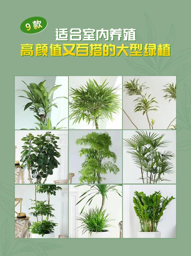 绿植养护常识(绿植养护常识大全) 第1张 绿植养护常识(绿植养护常识大全) 第1张