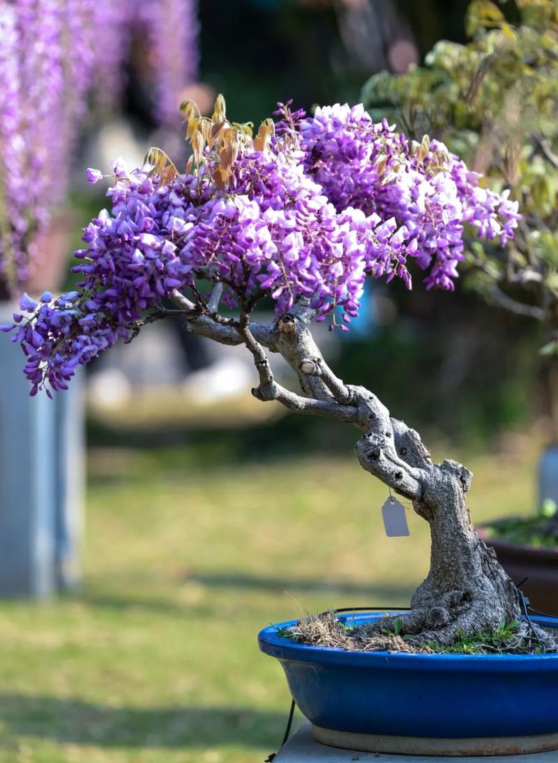 绿植养护常识(绿植养护常识大全) 第5张 绿植养护常识(绿植养护常识大全) 第5张
