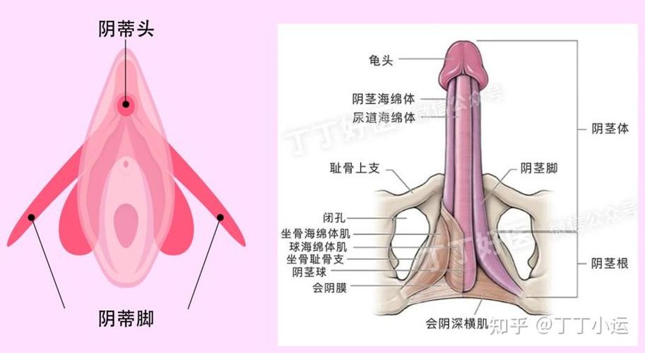 男人生理常识,必须明白男生生理常识 第1张 男人生理常识,必须明白男生生理常识 第1张