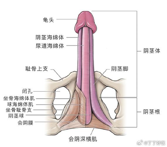 男人生理常识,必须明白男生生理常识 第3张 男人生理常识,必须明白男生生理常识 第3张