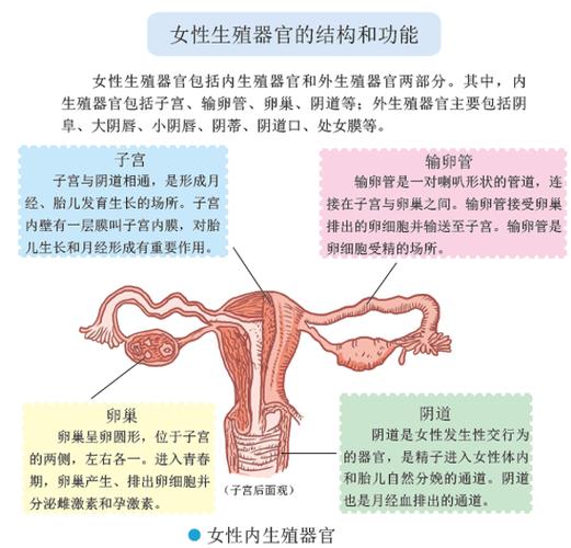 女性生值器官常识(女性生值器构造) 第3张 女性生值器官常识(女性生值器构造) 第3张
