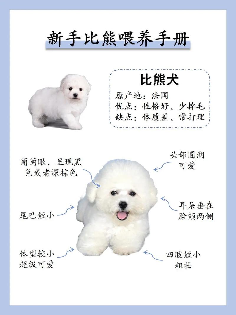 比熊日常喂养常识,比熊犬的喂养方法 sf 第6张 比熊日常喂养常识,比熊犬的喂养方法 sf 第6张