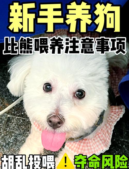 比熊日常喂养常识,比熊犬的喂养方法 sf 第8张 比熊日常喂养常识,比熊犬的喂养方法 sf 第8张