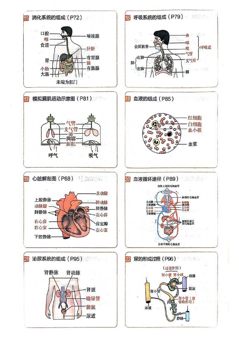 初中生物常识,初中生物常识100题含答案 第4张 初中生物常识,初中生物常识100题含答案 第4张