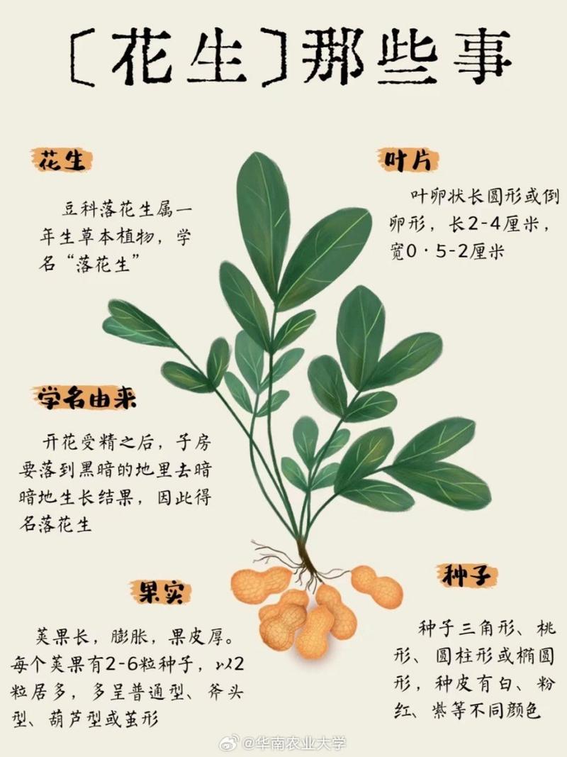 关于花生的常识,关于花生的小知识 第4张 关于花生的常识,关于花生的小知识 第4张