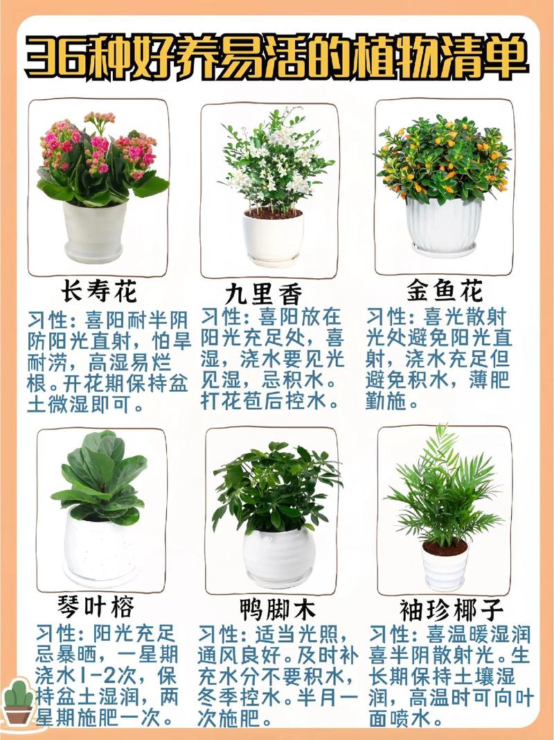 如何养花的小常识介绍,如何养花知识 第5张 如何养花的小常识介绍,如何养花知识 第5张